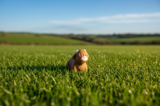 Tiny baby highland cow Pocket Zoo figure, poseable and articulated, designed as a cute desk buddy and pocket companion.